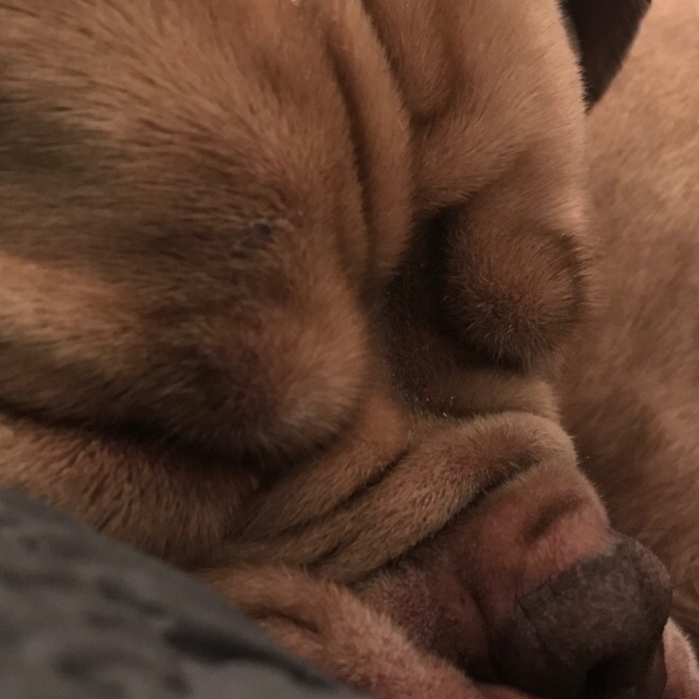 Meet your Posher, Ella